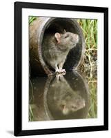 Brown Rat Sniffing Air from Old Pipe, UK-Andy Sands-Framed Photographic Print