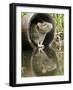 Brown Rat Sniffing Air from Old Pipe, UK-Andy Sands-Framed Photographic Print