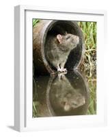 Brown Rat Sniffing Air from Old Pipe, UK-Andy Sands-Framed Photographic Print