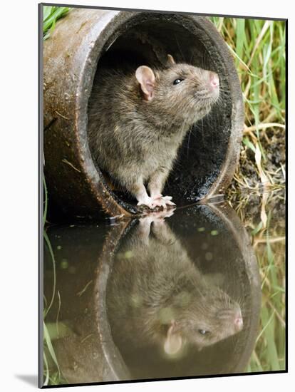 Brown Rat Sniffing Air from Old Pipe, UK-Andy Sands-Mounted Photographic Print