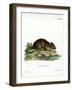 Brown Rat-null-Framed Premium Giclee Print