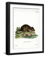 Brown Rat-null-Framed Premium Giclee Print