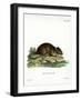 Brown Rat-null-Framed Premium Giclee Print