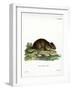 Brown Rat-null-Framed Premium Giclee Print