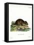 Brown Rat-null-Framed Stretched Canvas