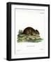 Brown Rat-null-Framed Giclee Print