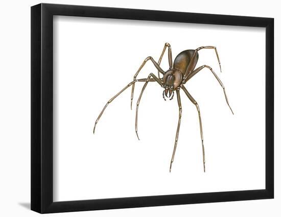 Brown Recluse (Loxosceles Reclusa), Violin Spider, Arachnids-Encyclopaedia Britannica-Framed Poster