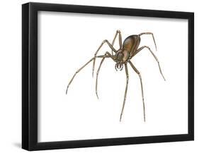 Brown Recluse (Loxosceles Reclusa), Violin Spider, Arachnids-Encyclopaedia Britannica-Framed Poster