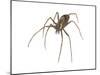 Brown Recluse (Loxosceles Reclusa), Violin Spider, Arachnids-Encyclopaedia Britannica-Mounted Poster