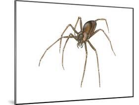 Brown Recluse (Loxosceles Reclusa), Violin Spider, Arachnids-Encyclopaedia Britannica-Mounted Poster