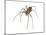 Brown Recluse (Loxosceles Reclusa), Violin Spider, Arachnids-Encyclopaedia Britannica-Mounted Poster