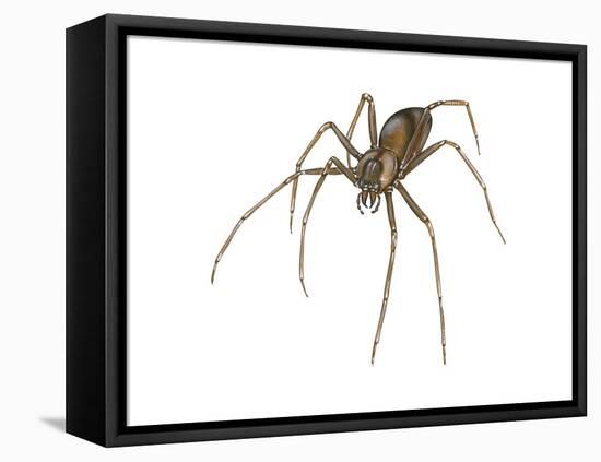 Brown Recluse (Loxosceles Reclusa), Violin Spider, Arachnids-Encyclopaedia Britannica-Framed Stretched Canvas