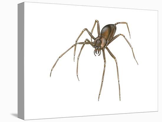 Brown Recluse (Loxosceles Reclusa), Violin Spider, Arachnids-Encyclopaedia Britannica-Stretched Canvas