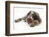 Brown Roan Italian Spinone Puppy, Riley, 13 Weeks, Chewing a Rawhide Shoe-Mark Taylor-Framed Photographic Print