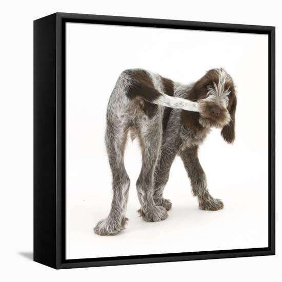 Brown Roan Italian Spinone Puppy, Riley, 13 Weeks, Chewing His Tail-Mark Taylor-Framed Stretched Canvas