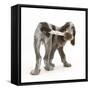 Brown Roan Italian Spinone Puppy, Riley, 13 Weeks, Chewing His Tail-Mark Taylor-Framed Stretched Canvas