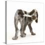 Brown Roan Italian Spinone Puppy, Riley, 13 Weeks, Chewing His Tail-Mark Taylor-Stretched Canvas