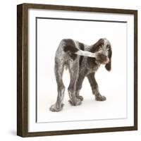 Brown Roan Italian Spinone Puppy, Riley, 13 Weeks, Chewing His Tail-Mark Taylor-Framed Photographic Print