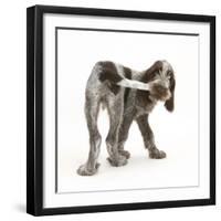 Brown Roan Italian Spinone Puppy, Riley, 13 Weeks, Chewing His Tail-Mark Taylor-Framed Photographic Print