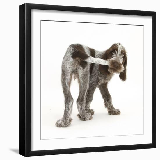 Brown Roan Italian Spinone Puppy, Riley, 13 Weeks, Chewing His Tail-Mark Taylor-Framed Photographic Print