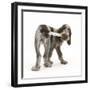 Brown Roan Italian Spinone Puppy, Riley, 13 Weeks, Chewing His Tail-Mark Taylor-Framed Photographic Print