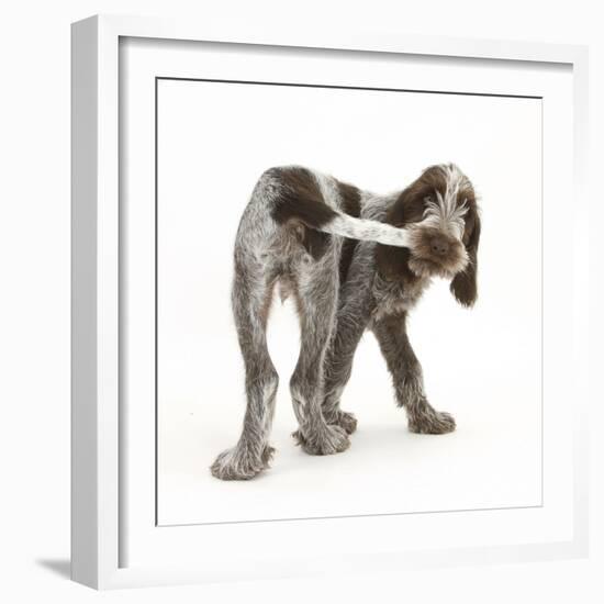 Brown Roan Italian Spinone Puppy, Riley, 13 Weeks, Chewing His Tail-Mark Taylor-Framed Photographic Print