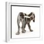 Brown Roan Italian Spinone Puppy, Riley, 13 Weeks, Chewing His Tail-Mark Taylor-Framed Photographic Print