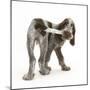 Brown Roan Italian Spinone Puppy, Riley, 13 Weeks, Chewing His Tail-Mark Taylor-Mounted Photographic Print