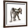 Brown Roan Italian Spinone Puppy, Riley, 13 Weeks, Chewing His Tail-Mark Taylor-Framed Photographic Print