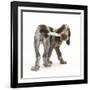 Brown Roan Italian Spinone Puppy, Riley, 13 Weeks, Chewing His Tail-Mark Taylor-Framed Photographic Print