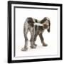 Brown Roan Italian Spinone Puppy, Riley, 13 Weeks, Chewing His Tail-Mark Taylor-Framed Photographic Print