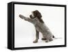 Brown Roan Italian Spinone Puppy, Riley, 13 Weeks, Holding a Paw Out-Mark Taylor-Framed Stretched Canvas