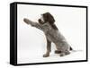 Brown Roan Italian Spinone Puppy, Riley, 13 Weeks, Holding a Paw Out-Mark Taylor-Framed Stretched Canvas