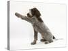 Brown Roan Italian Spinone Puppy, Riley, 13 Weeks, Holding a Paw Out-Mark Taylor-Stretched Canvas