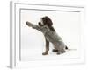 Brown Roan Italian Spinone Puppy, Riley, 13 Weeks, Holding a Paw Out-Mark Taylor-Framed Photographic Print