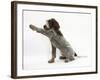 Brown Roan Italian Spinone Puppy, Riley, 13 Weeks, Holding a Paw Out-Mark Taylor-Framed Photographic Print