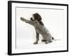 Brown Roan Italian Spinone Puppy, Riley, 13 Weeks, Holding a Paw Out-Mark Taylor-Framed Photographic Print