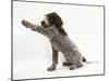 Brown Roan Italian Spinone Puppy, Riley, 13 Weeks, Holding a Paw Out-Mark Taylor-Mounted Photographic Print