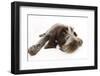 Brown Roan Italian Spinone Puppy, Riley, 13 Weeks, Lying with Chin on the Ground-Mark Taylor-Framed Photographic Print