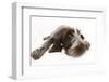 Brown Roan Italian Spinone Puppy, Riley, 13 Weeks, Lying with Chin on the Ground-Mark Taylor-Framed Photographic Print