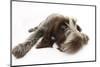 Brown Roan Italian Spinone Puppy, Riley, 13 Weeks, Lying with Chin on the Ground-Mark Taylor-Mounted Photographic Print