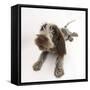 Brown Roan Italian Spinone Puppy, Riley, 13 Weeks, Lying with Head Up-Mark Taylor-Framed Stretched Canvas