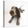 Brown Roan Italian Spinone Puppy, Riley, 13 Weeks, Lying with Head Up-Mark Taylor-Stretched Canvas