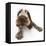 Brown Roan Italian Spinone Puppy, Riley, 13 Weeks, Lying with Head Up-Mark Taylor-Framed Stretched Canvas