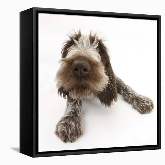 Brown Roan Italian Spinone Puppy, Riley, 13 Weeks, Lying with Head Up-Mark Taylor-Framed Stretched Canvas