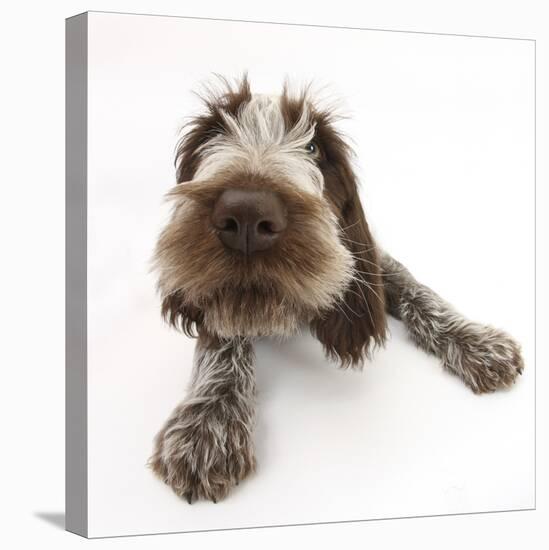 Brown Roan Italian Spinone Puppy, Riley, 13 Weeks, Lying with Head Up-Mark Taylor-Stretched Canvas