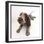 Brown Roan Italian Spinone Puppy, Riley, 13 Weeks, Lying with Head Up-Mark Taylor-Framed Photographic Print