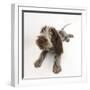 Brown Roan Italian Spinone Puppy, Riley, 13 Weeks, Lying with Head Up-Mark Taylor-Framed Photographic Print