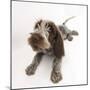 Brown Roan Italian Spinone Puppy, Riley, 13 Weeks, Lying with Head Up-Mark Taylor-Mounted Photographic Print
