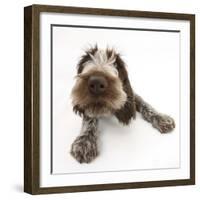 Brown Roan Italian Spinone Puppy, Riley, 13 Weeks, Lying with Head Up-Mark Taylor-Framed Photographic Print